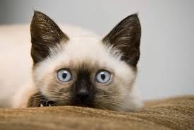 This is where we can share pics, stories, and information. Blue S Mews Siamese Cat Rescue Cat Adoptions Cat Rescue