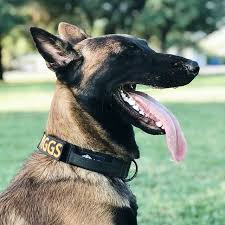 Pin On Dog Training