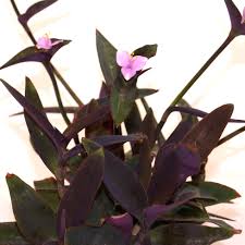 Image result for Tradescantia pallida