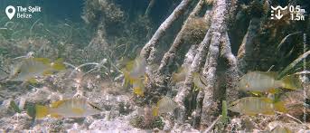 1 noun caulker a person who caulks various structures (as ships) and certain types of piping. Snorkeling The Split Caye Caulker Belize
