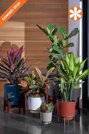 Also, read about winter houseplants you can grow indoors when the temperature comes down. How To Acclimate Plants Indoors For Winter Plants Indoor Plants Inside Plants