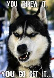 That S A Great Warrior Face 25 Best Funny Animal Quotes And Funny Memes Quotes And Humor Funny Dogs Funny Animals Dog Quotes Funny