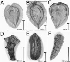 Image result for Philyrophyllum schinzii
