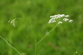 Image result for Pimpinella robynsii