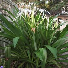 Image result for Limosella capensis