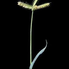 Image result for Dactyloctenium geminatum