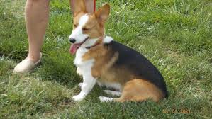 Pembroke welsh corgi puppies for sale in arizona, az. Rescuers Struggle With Surrender Of Pandemic Corgi Puppies Wusa9 Com