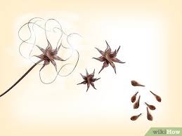 We did not find results for: How To Propagate Clematis With Pictures Wikihow