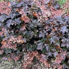 Image result for Heuchera cylindrica Greenfinch