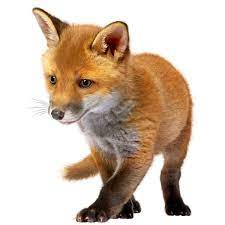 0 10e8ae 49669686 Orig Png Baby Fox Fox Images Wild Animals Photography