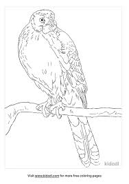Mini cooper, printable worksheets for kids and adults. Cooper S Hawk Coloring Pages Free Animals Coloring Pages Kidadl