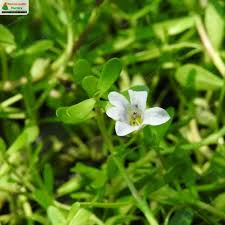 Image result for Bacopa monnieri