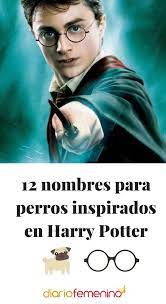 Pin En Perros
