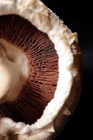 Brown Mushroom Kennett Square Pa Mushroom Capital Of The World Alimentation Bien Manger Photographie Culinaire