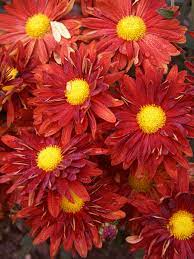 Daisy Mums Flower Video Best Flower Wallpaper