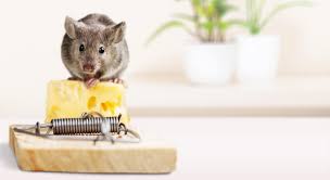 You can take several courses of action to get rid of the rats yourself before you call in the professionals. How To Get Rid Of Mice Rats Robert Dyas