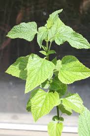 Sudamerikasalbei Salvia Guaranitica Pflanzenwiki