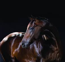 Teaching Your Horse To Bow With Stacy Westfall Dvd: Stacy Westfall:  Amazon.Com: Books