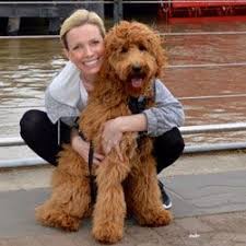 F1 Standard Goldendoodle Scotty Goldendoodle Standard Goldendoodle Goldendoodle Full Grown