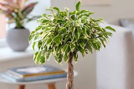 Image result for Ficus benjamina