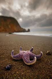 Vi er med deg fra du bestiller til du er vel hjemme. Rockaway Beach Pacifica California Ocean Creatures California Photos Sea Creatures