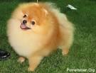 Pomeranian Puppies for Sale | Lancaster Puppies