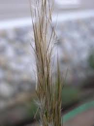 Image result for Achyrospermum micranthum