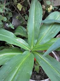 Image result for Scadoxus pole-evansii