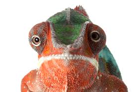 Mcu, mpu & dsp development tools pic24 & propeller dev system (sbc) online from elcodis, view and download. Why Salespeople Must Surface Their Inner Chameleon And How To Do It Mycustomer