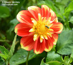 Image result for Dahlia sp. (cultivar)