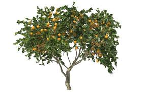 Orange Tree 3d Fruit Citrus Tree 3d In 2020 Citrus Trees Orange Tree Graphic Design