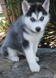 Black And White Husky With Blue Eyes Pin On Razas De Perros