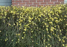 Image result for Jasminum pauciflorum