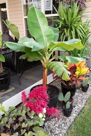 This plant was carefully packaged up with the greatest of care.when we unwrapped it, the leaves and plant had a little dampness to it to protect it.these people know how to package a plant.we were super. How To Care For A Banana Plant Both In Pots And In The Ground Outdoors