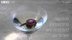 Join facebook to connect with jasmin jtm and others you may know. Jasmine Blossoms The Tea That Connects The World Mingcha Let Our Teas Speak To You