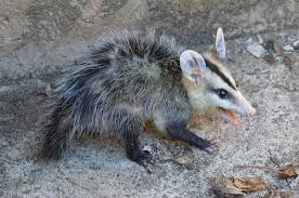Check spelling or type a new query. Do Possums Attack And Eat Cats What You Need To Know Pet Keen