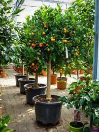Trees are for sale any time i am home. Calamondin Orange Tree Potted Trees Plants Citrus Trees