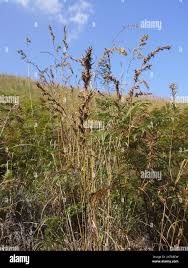 Image result for Cymbopogon caesius