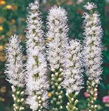 Image result for Xyris fugaciflora