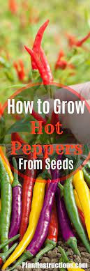 How To Grow Hot Peppers From Seeds Stuffed Hot Peppers Growing Hot Pepper Hot Pepper Seeds