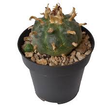 The peyote would obviously be for purely ornamental purposes. Peyote Cactus 5 7 Cm Avalon Magic Plants