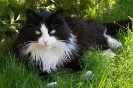 If you want a soft, fluffy cat, you'll probably find what you're looking for with a longhaired cat breed. Cat German Longhaired Pointer Pet Free Photo On Pixabay