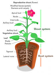 Check spelling or type a new query. Parts Of A Plant Let S Talk Science