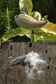 Image result for Asclepias grandirandii