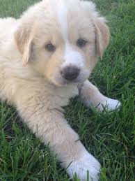 Raising a great pyrenees lab mix puppy. Pin On Puppiesssss 3