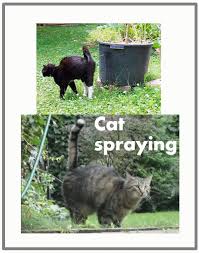 Female cat spraying does happen but it is nowhere near as common as male cat spraying. How Do Female Cats Choose A Mate Poc