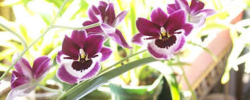 And obviously you will want to take steps to prolong the bloom for as long as possible. Growing Orchids In The Home