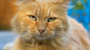 Tricoloration can be considered a congenital defect. 1 800 Petmeds Have You Ever Noticed Freckles On An Facebook