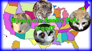 Which Exotic Pets Are Legal In The United States Pethelpful By Fellow Animal Lovers And Experts