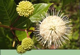 Maybe you would like to learn more about one of these? Native Choice Nursery Jeff Nurge Is An Avid Florida Native Plant Enthusiast